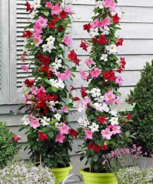 30 Pcs Climbing Jasmine White Flowers Fragrant Plant Germination Rate Potted Garden Ornamental Bonsa Seeds