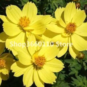 30 Pcs Chocolate Cosmos Flower Bonsai Blooms All Summer Long And Has Rich Scent Like Potted Plant Diy Home Garden Seeds - 2