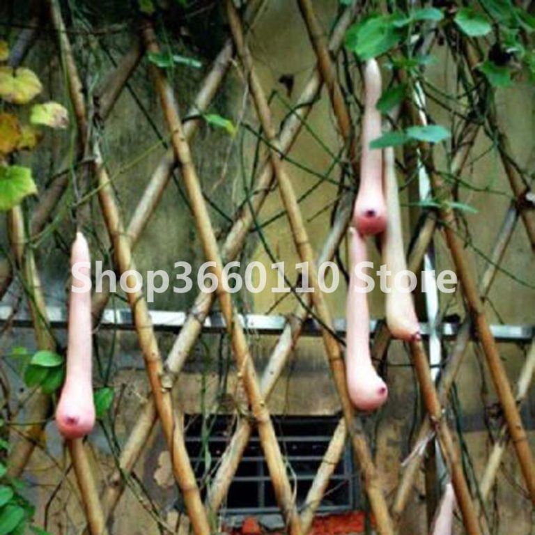 Exotic Vietnam Milk Melon Seeds Free Shipping