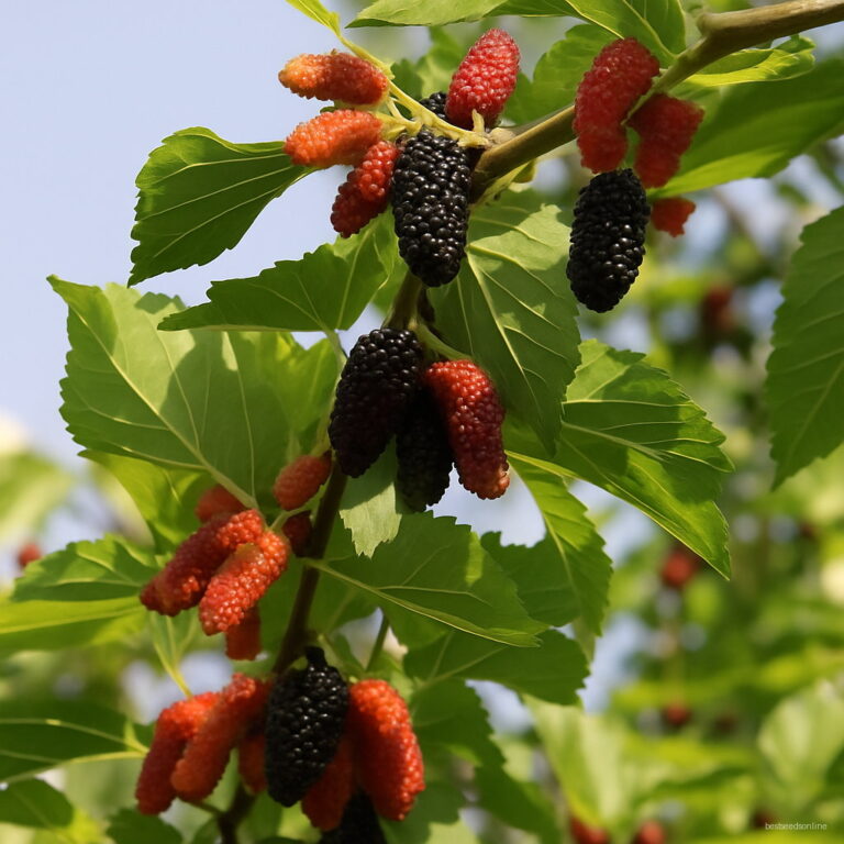Triple Crown Mulberry Giant Blackberry Seeds 100pc