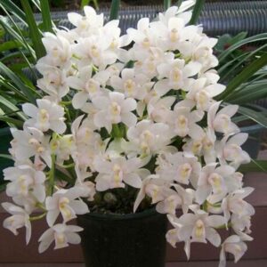 Flying Duck Orchid Flower Plant Black Bonsai Garden Plants Potted Flowers Cymbidium Faberi Bonsai-30 Pcs Seeds