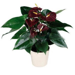 Hot 100pcs Anthurium Plants Beautiful Rainbow Garden Flowers High Survival Rate Bonsai Tree Decoration Seeds