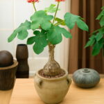 10pcs Plantas Buddha Plant Bottle Jatropha Succulent Para Jardin Seeds - 5 10pcs Plantas Buddha Plant Bottle Jatropha Succulent Para Jardin Seeds - 5