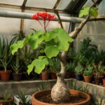 10pcs Plantas Buddha Plant Bottle Jatropha Succulent Para Jardin Seeds - 4 10pcs Plantas Buddha Plant Bottle Jatropha Succulent Para Jardin Seeds - 4