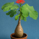 10pcs Plantas Buddha Plant Bottle Jatropha Succulent Para Jardin Seeds - 3 10pcs Plantas Buddha Plant Bottle Jatropha Succulent Para Jardin Seeds - 3