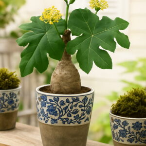 10pcs Plantas Buddha Plant Bottle Jatropha Succulent Para Jardin Seeds - 2