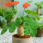 10pcs Plantas Buddha Plant Bottle Jatropha Succulent Para Jardin Seeds 10pcs Plantas Buddha Plant Bottle Jatropha Succulent Para Jardin Seeds