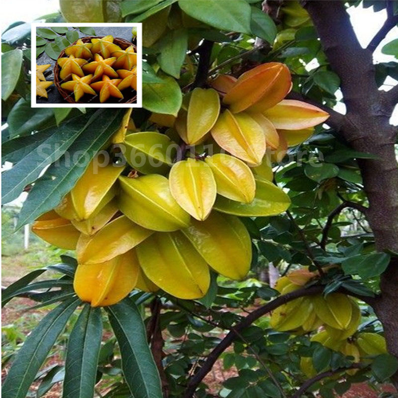 30pcs Carambola Star Fruit Seeds For Indoor Greenery Decorative Pots Woody Tree Varieties - 1