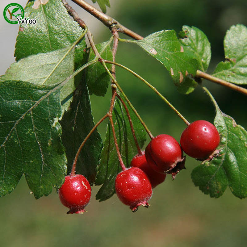 Hawthorn Tree Seeds Nontransgenic Fruit 30pcs G14 Ideal For Indooroutdoor Landscaping Decor - 1