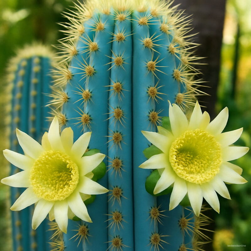 100pcs Cactus Bonsai Succulent Suculentas Plantas Tree Garden Decoration Flores Kwiaty Ogrodowe Semillas Planta Seeds