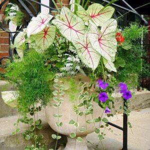 Hot 100 Pcs Exotic Coleus Bonsai Flowers Potted Garden Courtyard Balcony Begonia Flower Plants Mix Colors Seeds