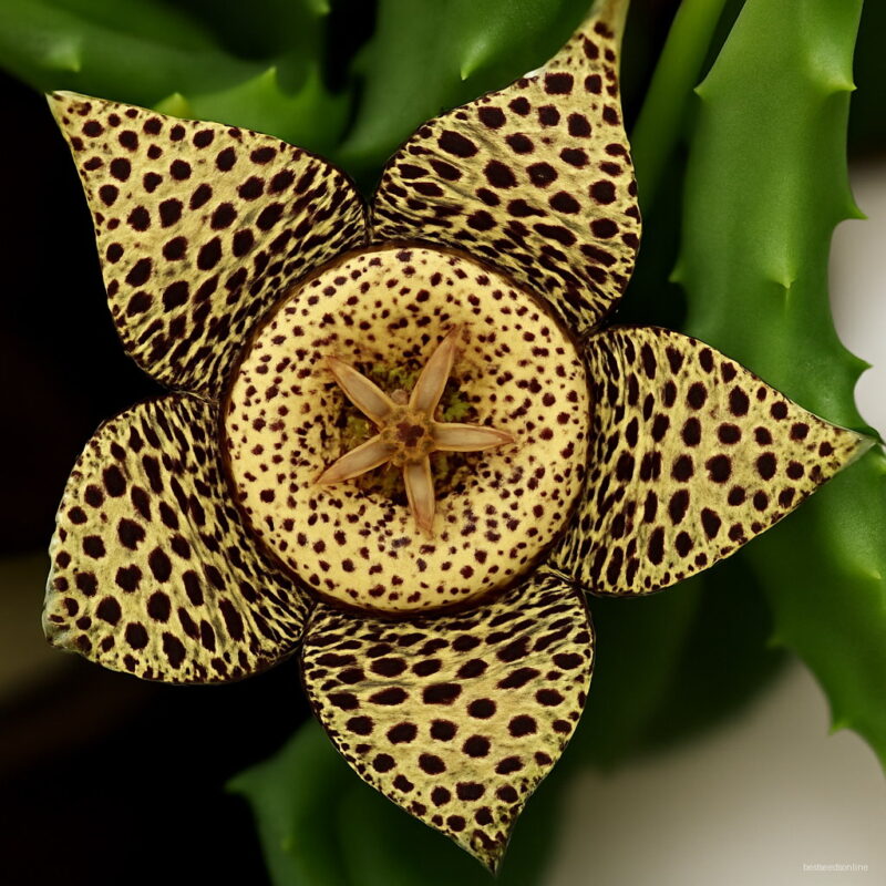 Stapelia Pulchella Bonsai Plant Stone Cactus Lithops Mix Succulents Raw Home Garden Flower Plants 100 Pcs Seeds