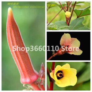 30 Pcs Okra Bonsai Green Healthy Vegetable Delicious Diy Home Garden Plants Organic Seeds - 2