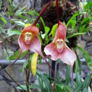 30 Pcs Plantas Para Jardin Cute Monkey Face Orchid Bonsai Plants Flowers Home Garden Seeds