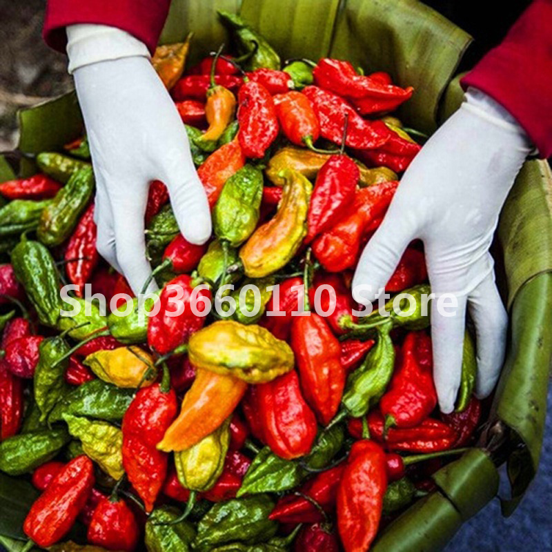 Carolina Reaper Chilli Pepper Seeds For Growing Nongmo Super Hot Vegetable Perennial Cultivation - 4