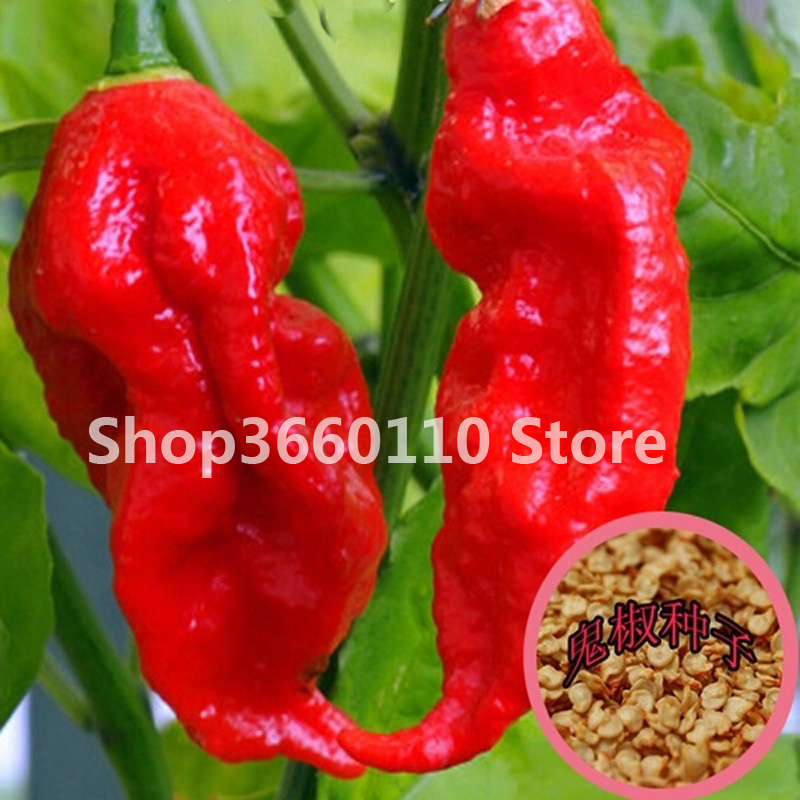 Carolina Reaper Chilli Pepper Seeds For Growing Nongmo Super Hot Vegetable Perennial Cultivation - 1