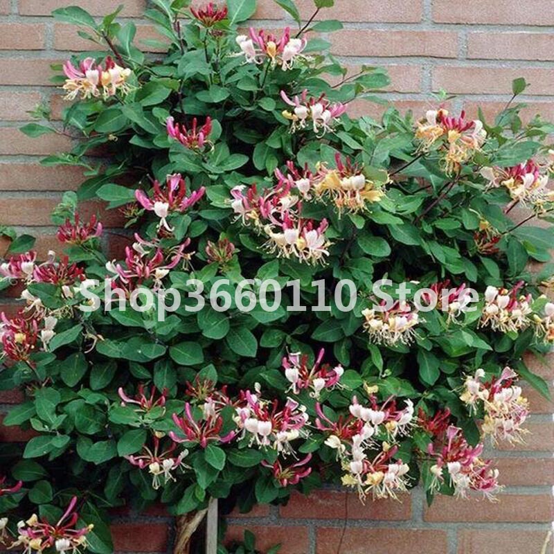 100piece Set Of Sweet Honeysuckle Tecomaria Capensis Lonicera Japonica Herbal Medicine Seeds For Indoor Cultivation - 4