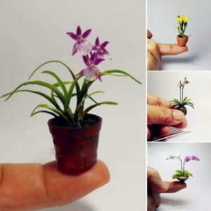 Bonsai Plantas 30pcs Mini Orchid Flowers Rooms Perennial Indoor Home And Garden Potted Phalaenopsis Seeds