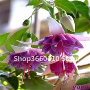 100 Pcs Piante Fuchsia Plants Flower Bonsai Hanging Potted Plant Home Garden Ornamental Seeds - 2