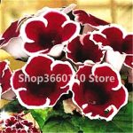 100 Pcs Seedsplants Imported Gloxinia Plant Bonsai Perennial Sinningia Flower Plants Home Garden Pot To - 6