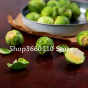 100 Pcs Chinese Green Mini Cabbage Bonsai Brussel Sprouts Heirloom Organic Non-gmo Vegetable Plant Home Garden Seeds - 2