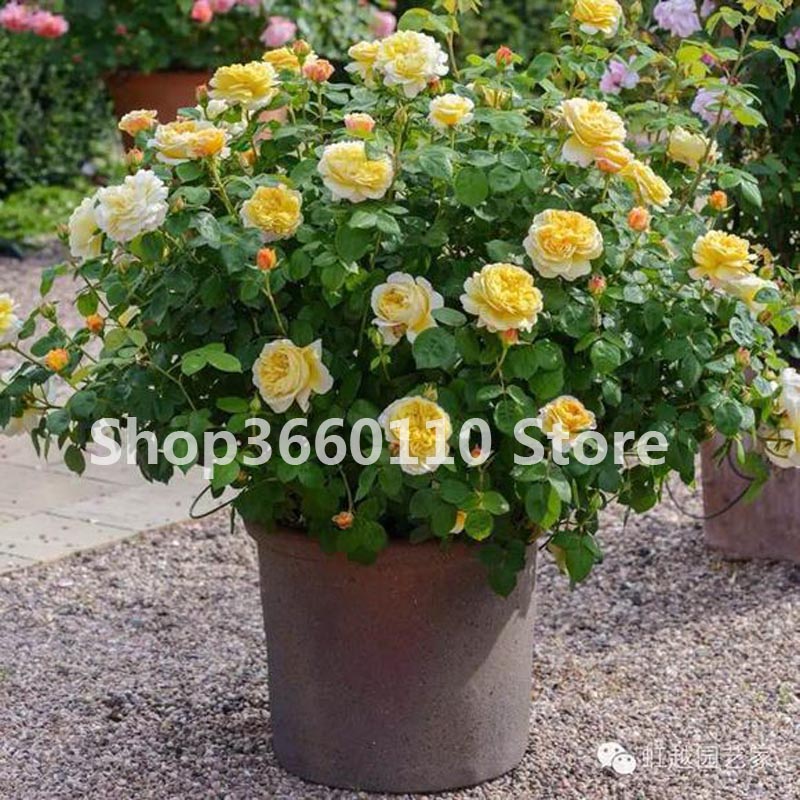 Climbing Rose Seeds Perennial Blooming Flowers For Outdoor Decor 50pcs Rose Fence Shed Seeds - 3