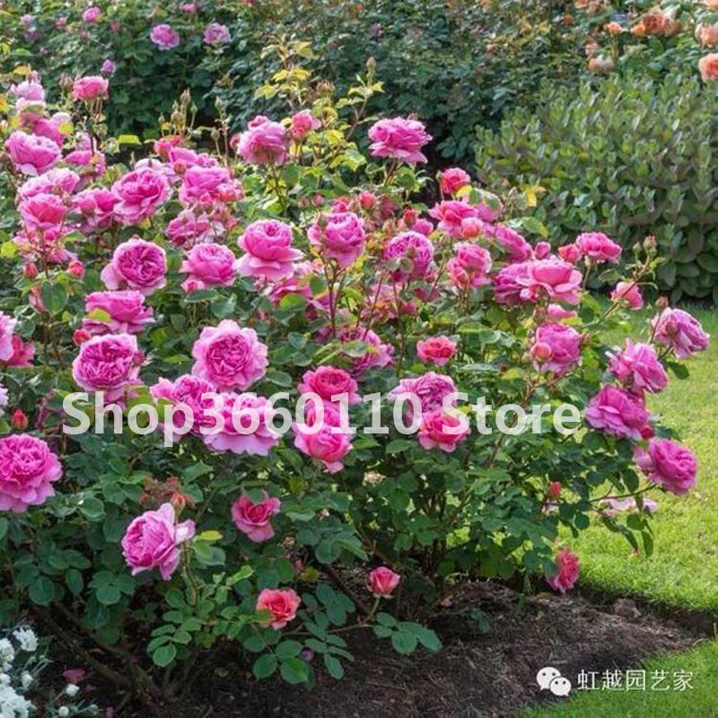 Climbing Rose Seeds Perennial Blooming Flowers For Outdoor Decor 50pcs Rose Fence Shed Seeds - 1