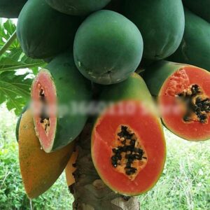 100% True Japanese Papaya Tree Organic Carica Bonsai Garden Vegetable Fruit Plants 30 Pcs Outdoor Tropic Seeds - 2