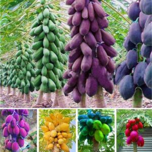 100% True Japanese Papaya Tree Organic Carica Bonsai Garden Vegetable Fruit Plants 30 Pcs Outdoor Tropic Seeds