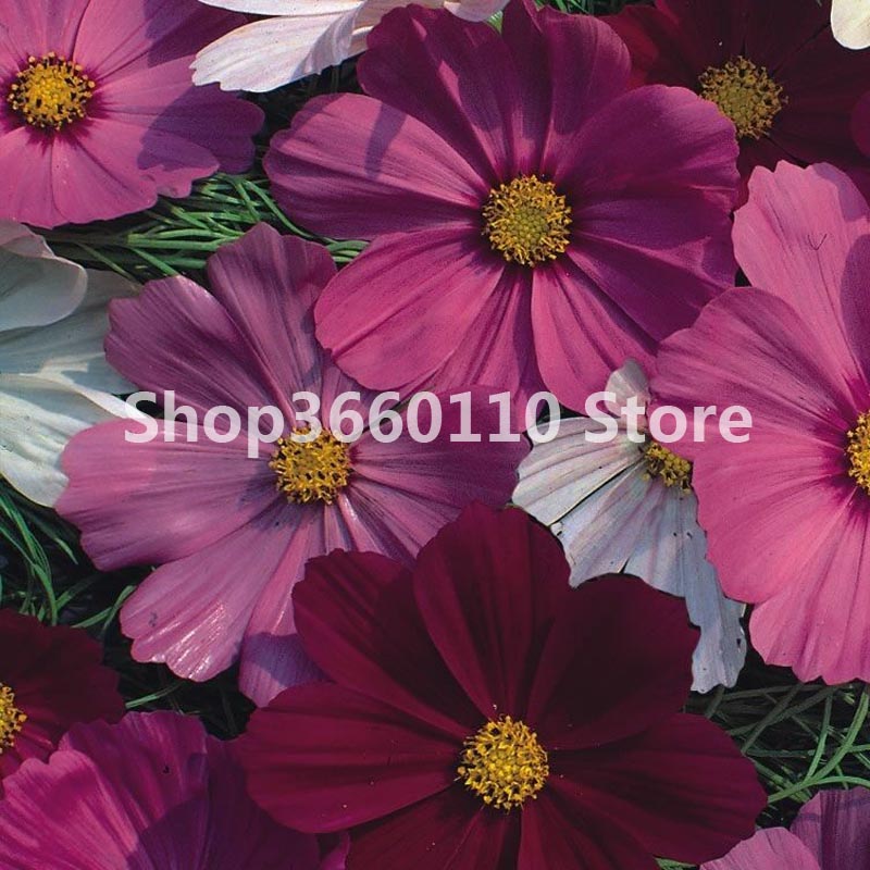 30 Pcs Chocolate Cosmos Flower Seeds Blooms All Summer With Rich Fragrant Scent For Diy Landscaping - 6