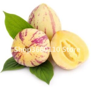 30 Pcs Pear Bonsai Piante Pyrus Communis Organic Fruit Tree In Super Sweet Garden Plants Seeds - 2