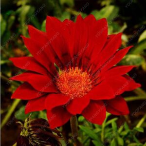 100pcs Chrysanthemum Bonsai Multi-colors Flower Plantas High Germination Planting Home Garden Farm Seeds - 2