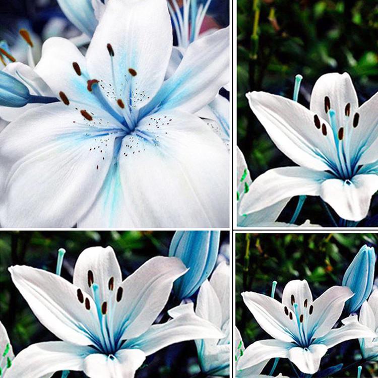 20piece Set Aromatic Blue Lily Flower Seeds For Balcony Beautification And Fragrant Landscaping - 1