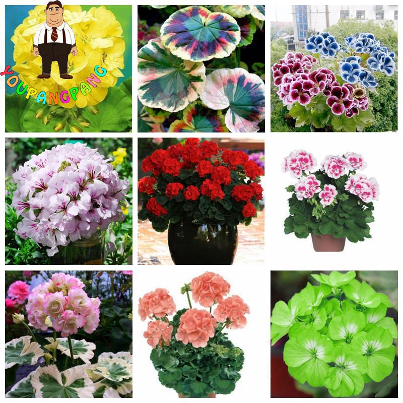 30pcs Hydrangea Seeds Indoor Blooming Flowers Perennial Pot Blossoms Perfect For Greenhouse Or Patio Decoration - 11