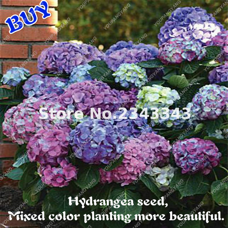 30pcs Hydrangea Seeds Indoor Blooming Flowers Perennial Pot Blossoms Perfect For Greenhouse Or Patio Decoration - 5