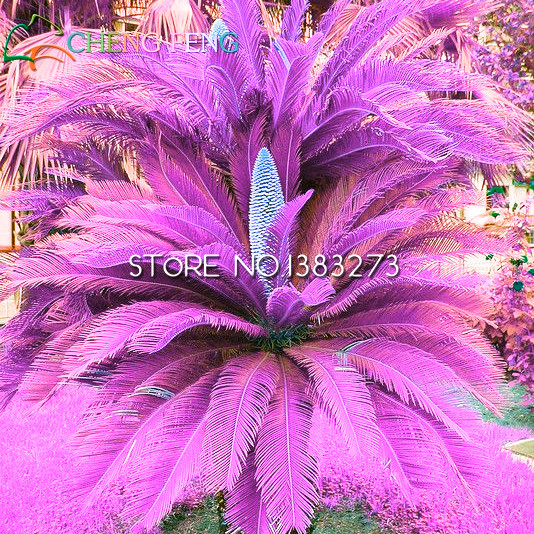 100pcs Sago Cycas Seeds Novel Indooroutdoor Decorative Tree Seed High Budding Rate Perfect For Landscaping - 9