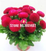 A Package 300 Pcs Pink English Daisy Seeds Perennial Cut-flowers Diy Home Garden Ornamental Plant Bonsai Flower - 3