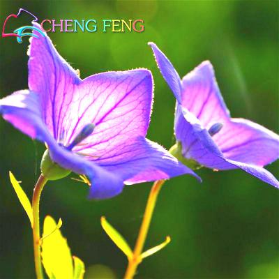 100 Pcs Lily Seeds For Indoor Decoration Lovely Balcony Flower Seeds Childfriendly Jardin - 9