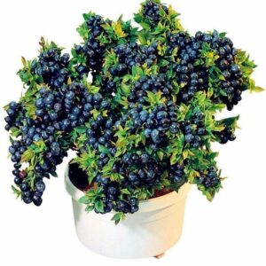 20pcs Lot Mini Potted Dwarf Bonsai Bush Blueberry Plant Tree Home Garden Seeds