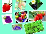 100 Seeds Pack Rainbow Strawberry Fruit Multi-color Strawberries Flower Seed Garden Pots & Planters - 3