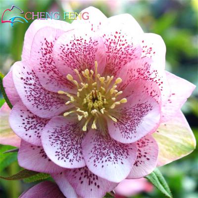 Tulip Seed Pack 100 Pieces Flower Seeds High Survival Rate Better Than Bulbs - 14