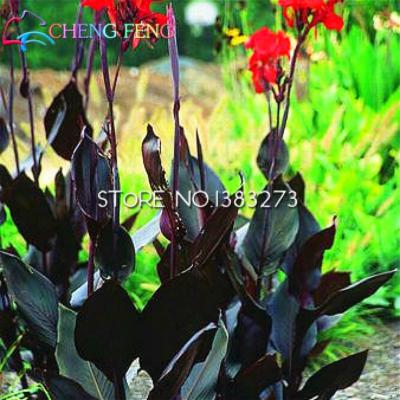 100 Piece Multicolored Japanese Anthurium Seed Set For Diy Creation Variety Pack - 19