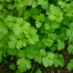 Resistant To Big Leaf Coriander Seeds Vegetable 50 - 2