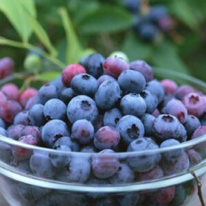 20pcs Blueberry Fruit Potted Plant Bonsai Planting Seeds Indoor Outdoor - 2