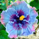 100 Pcs Seed Chinese Hibiscus Flower Seeds Your Kids To Garden Diy Plant Semente - 6