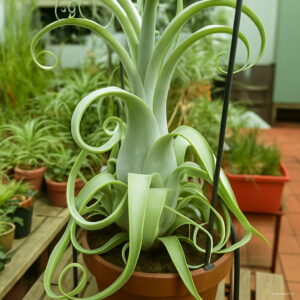 Hot 100pcs Tillandsia Seeds Succulent Pineapple Mini Air Purifier Bonsai Decoration Home Garden