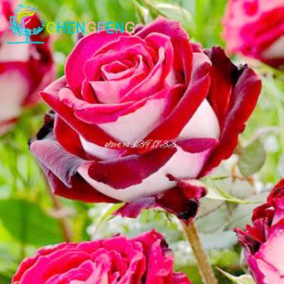 100 Pcs Exotic Black Rose Seeds With Red Edges Mixed Pack For Landscaping Cultivation - 33