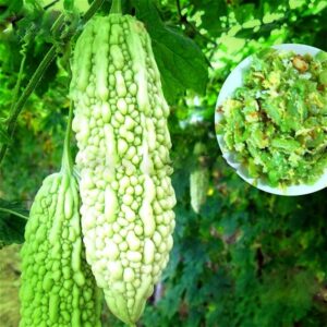 2016 Hot 15 Pcs Vegetable Seeds Bitter Happy Farm Momordica Planter Plants Pot High-nutrition Sementes Flowering Seed
