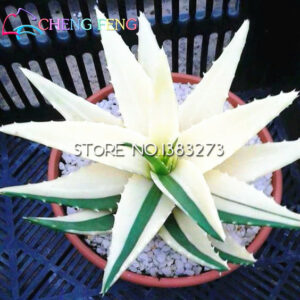 2016 20pcs Aloe Seeds Herbs Green Bonsai Plant Tree Cactus Garden Pot 49% X - 2