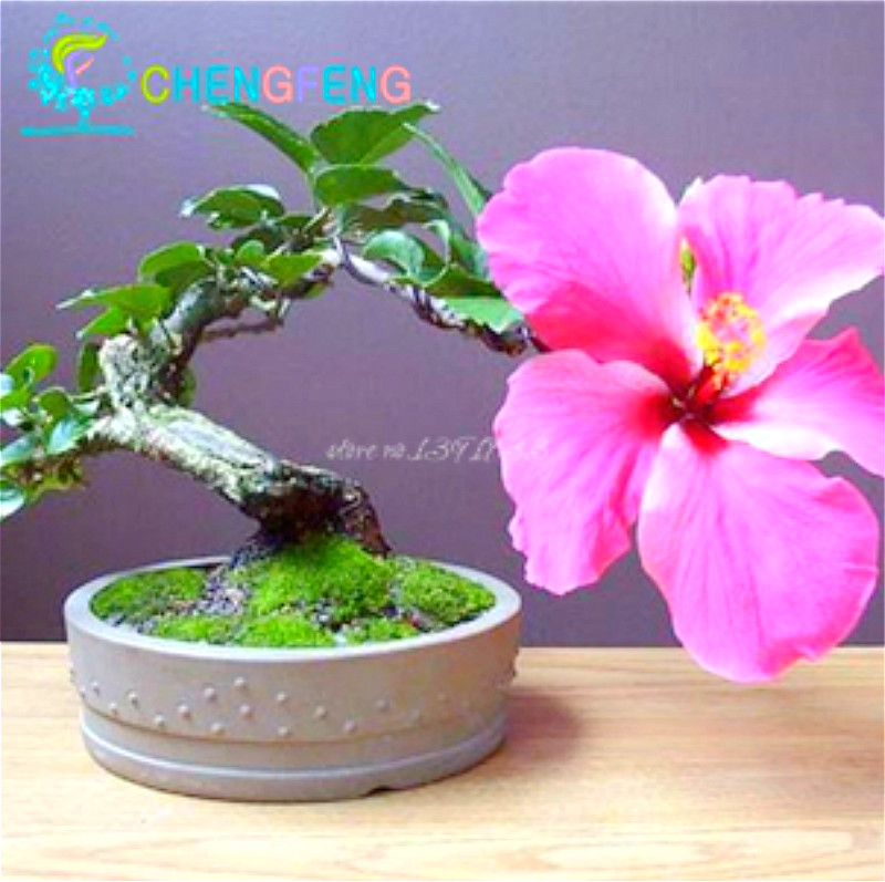 Exquisite 100mix Color Hardy Giant Hibiscus Flower Seeds For Childrens Diy Yard Potting Project - 6